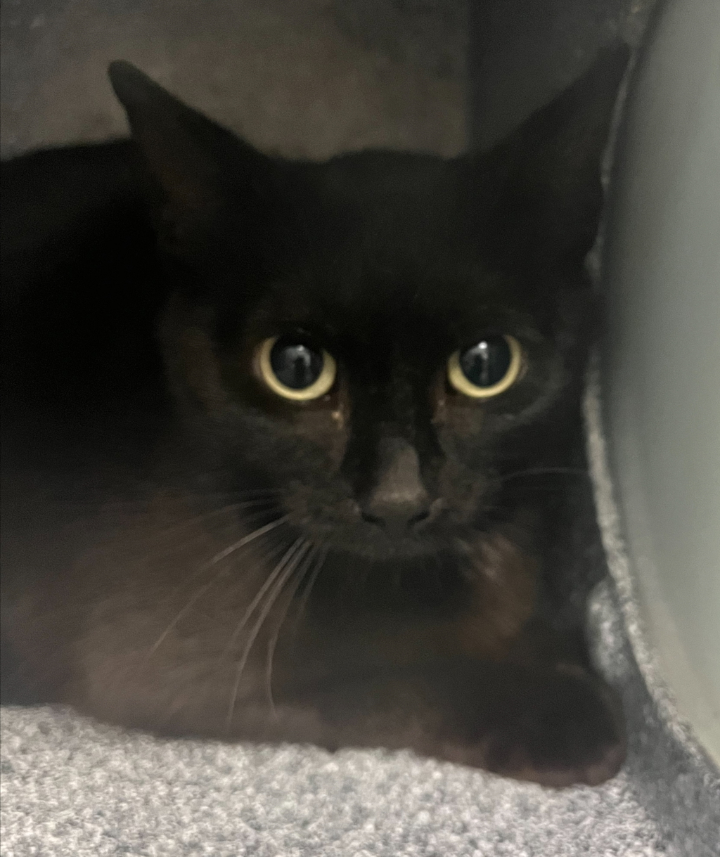 Shelter Stray Unknown Cat last seen Colfax and Lamar, Lakewood, CO, 80214, Golden, CO 80401