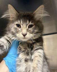 Shelter Stray Female Cat last seen NW Hoyt/6th, OR, Troutdale, OR 97060