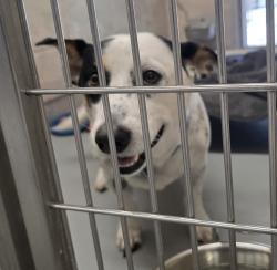 Shelter Stray Male Dog last seen 176th / Brooklyn, PORTLAND, OR, 97236, Troutdale, OR 97060