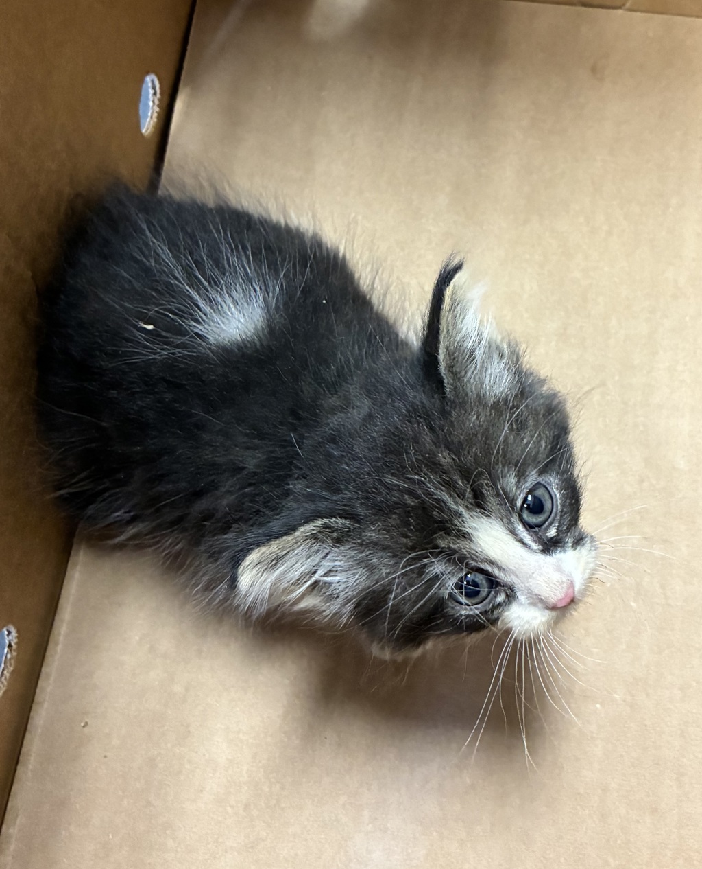 Shelter Stray Male Cat last seen Near S 700 W, SALT LAKE CITY, UT, 84104, Taylorsville, UT 84123