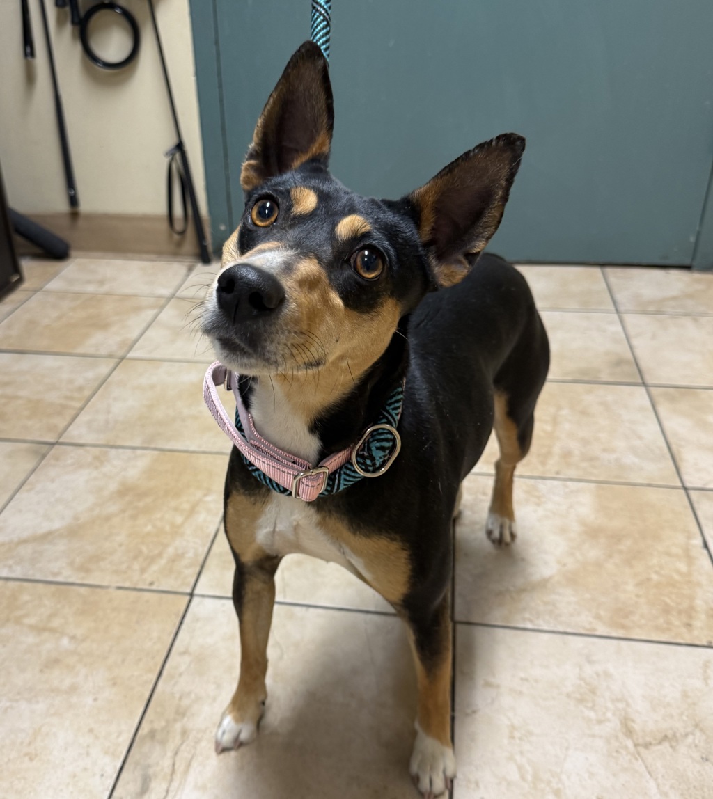Shelter Stray Female Dog last seen Bella Vista Park, GRESHAM, OR, 97080, Troutdale, OR 97060