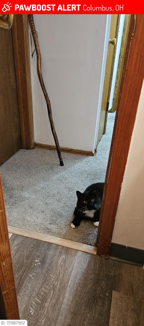 Lost Male Cat last seen Bretnell Ave, Columbus, OH 43219