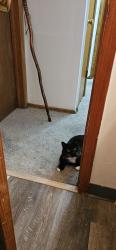 Lost Male Cat last seen Bretnell Ave, Columbus, OH 43219