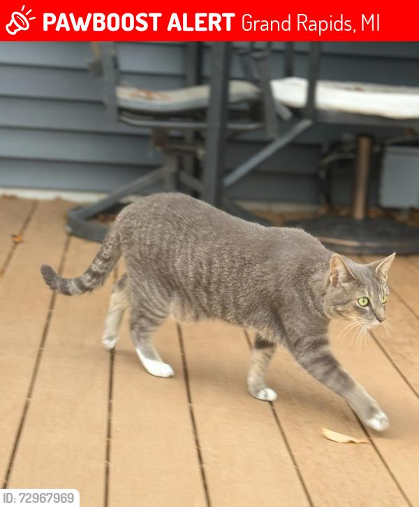 Lost Female Cat last seen Greenings, russit, Grand Rapids, MI 49525
