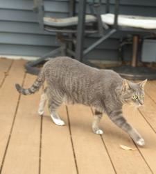 Lost Female Cat last seen Greenings, russit, Grand Rapids, MI 49525