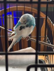 Reunited Male Bird last seen That’s amore , Hales Corners, WI 53130