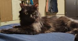 Lost Male Cat last seen El paso Dr y sambrano y alameda, El Paso, TX 79905