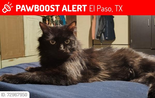 Lost Male Cat last seen El paso Dr y sambrano y alameda, El Paso, TX 79905