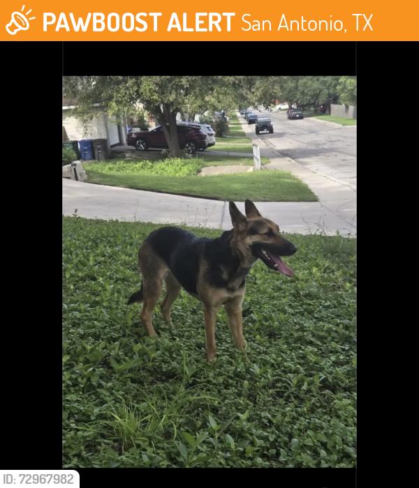 Found/Stray Female Dog last seen Cub Path, San Antonio, TX 78251