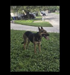 Found/Stray Female Dog last seen Cub Path, San Antonio, TX 78251