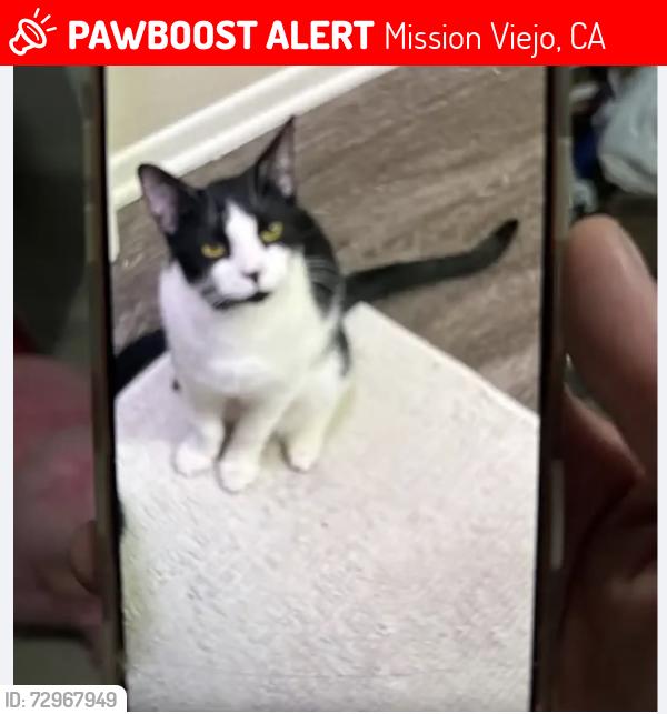 Lost Male Cat last seen Los Alisos and Trabuco, Mission Viejo, CA 92691