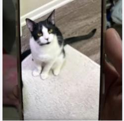 Lost Male Cat last seen Los Alisos and Trabuco, Mission Viejo, CA 92691