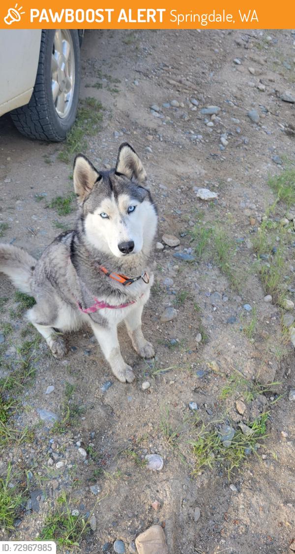 Found/Stray Unknown Dog last seen Highway 231, Springdale, WA 99173