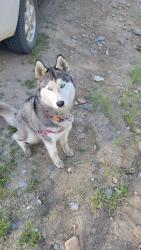 Found/Stray Unknown Dog last seen Highway 231, Springdale, WA 99173