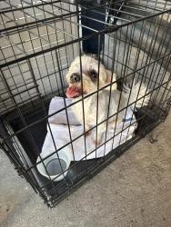 Reunited Male Dog last seen Ashland, Buffalo, NY 14222