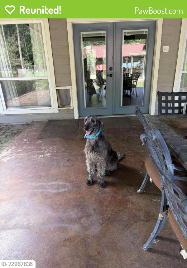 Reunited Male Dog last seen Oakridge/Forest drive , Montgomery County, TX 77328
