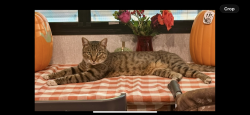 Reunited Male Cat last seen KOA lake Conroe, Montgomery, TX 77356