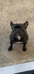Lost Female Dog last seen Gastation, school, kroger, Frisco, TX 75035