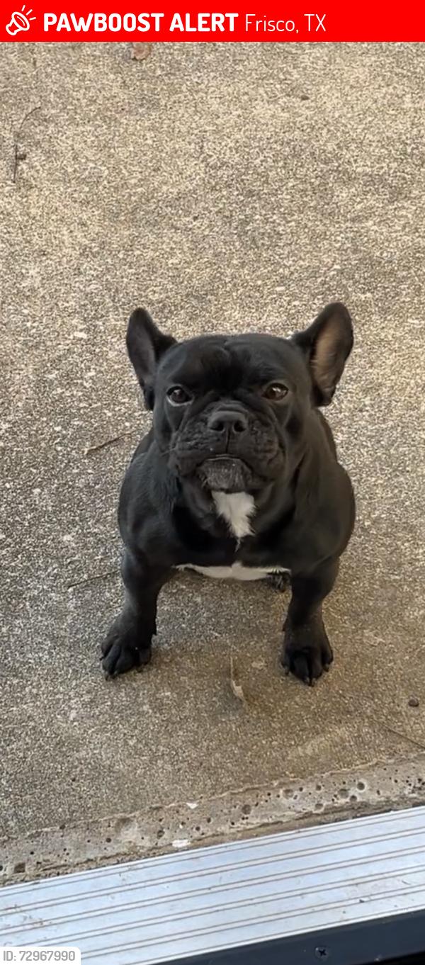 Lost Female Dog last seen Gastation, school, kroger, Frisco, TX 75035