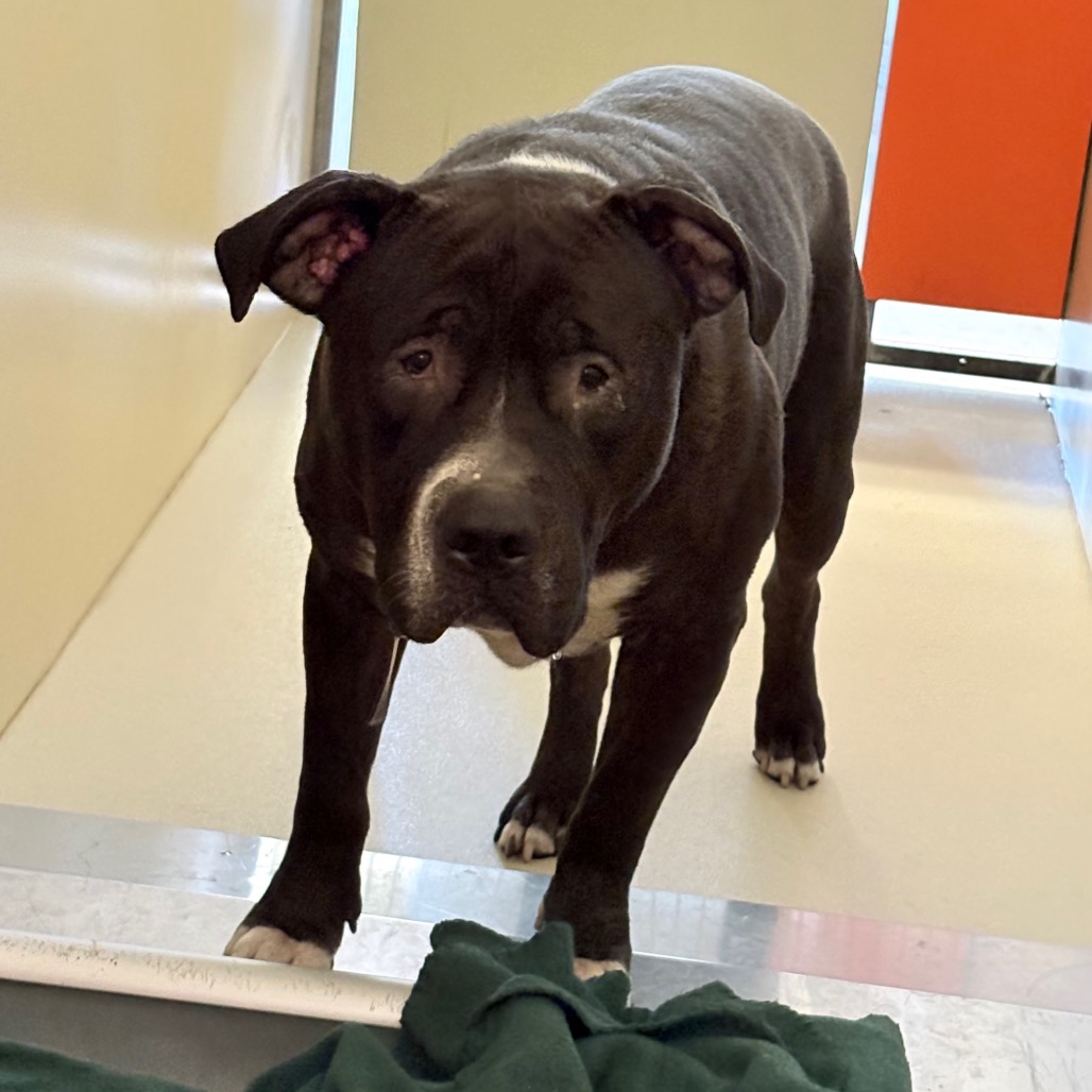 Shelter Stray Male Dog last seen , Philadelphia, PA 19140