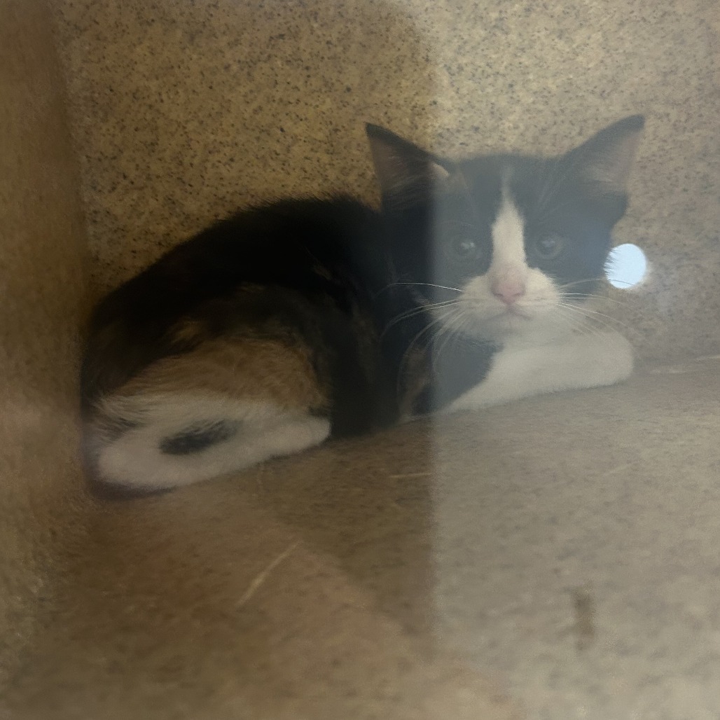 Shelter Stray Unknown Cat last seen , Philadelphia, PA 19140