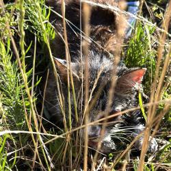 Shelter Stray Unknown Cat last seen , Greensboro, NC 27409