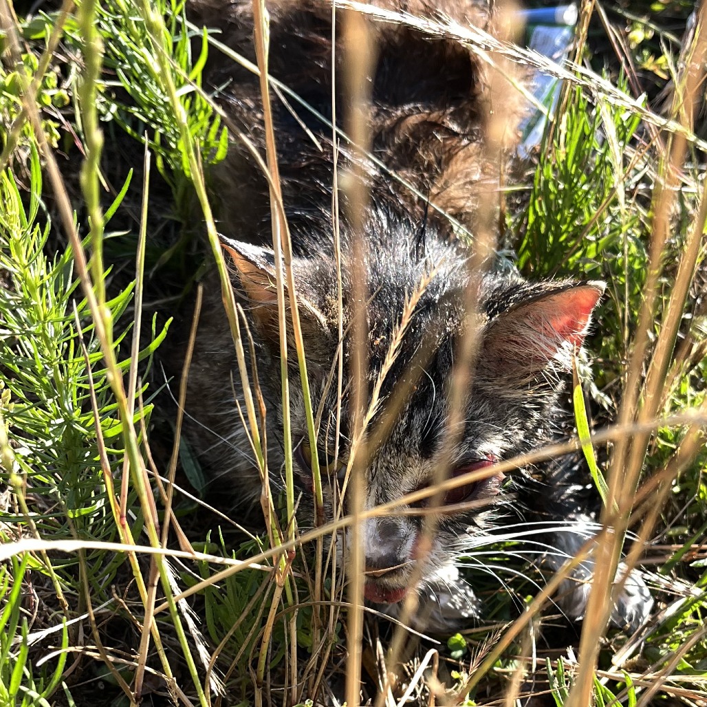 Shelter Stray Unknown Cat last seen , Greensboro, NC 27409