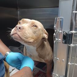 Shelter Stray Female Dog last seen , Hattiesburg, MS 39401