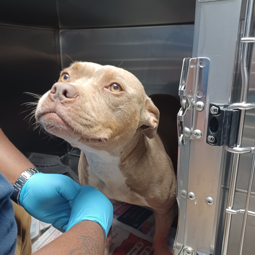Shelter Stray Female Dog last seen , Hattiesburg, MS 39401