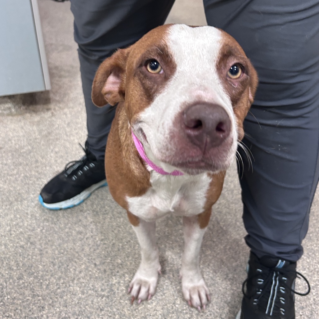 Shelter Stray Female Dog last seen , Jacksonville, FL 32216