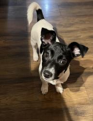 Found/Stray Female Dog last seen Walking park, Eunice, LA 70535