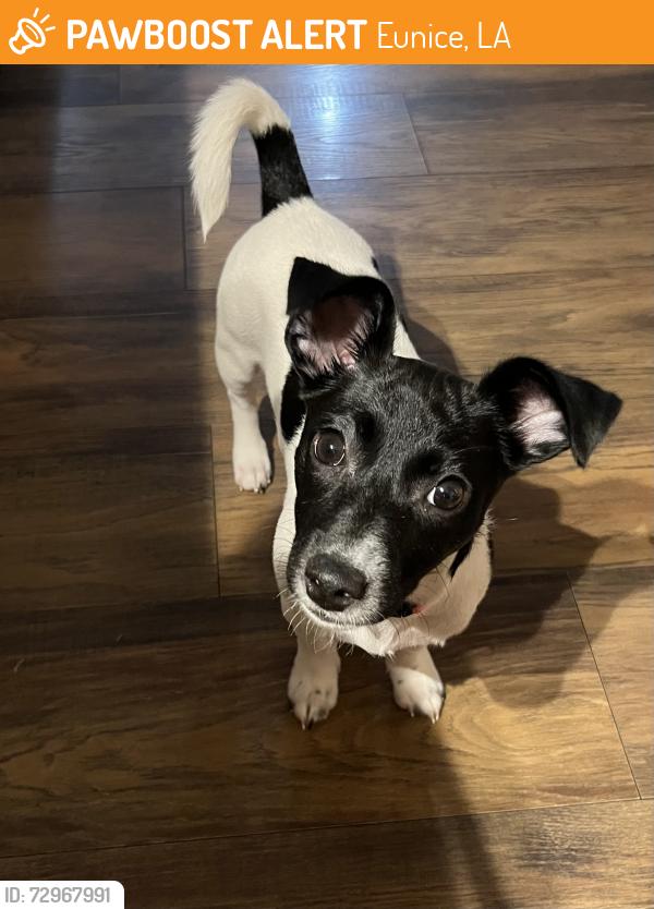 Found/Stray Female Dog last seen Walking park, Eunice, LA 70535