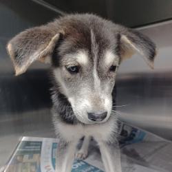 Shelter Stray Female Dog last seen , Hattiesburg, MS 39401