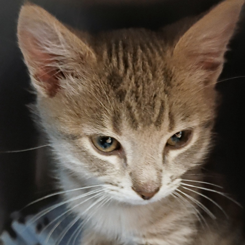 Shelter Stray Male Cat last seen , Greenville, SC 29609