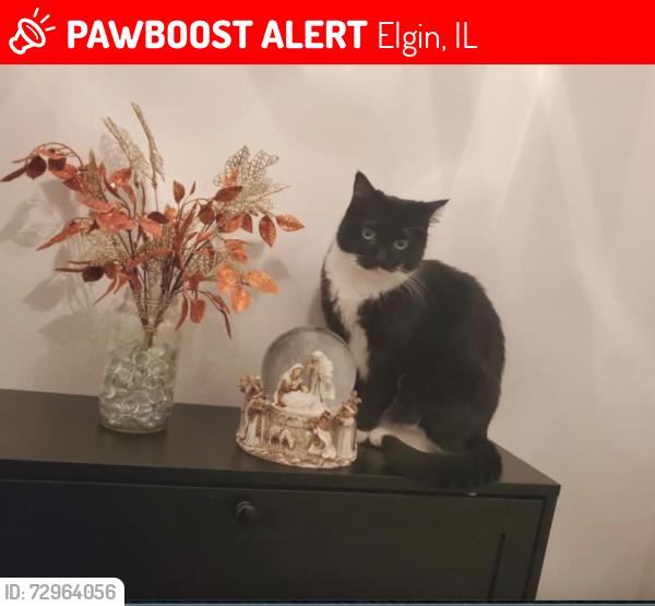 Lost Female Cat last seen Royal Blvd an Colorado Ave, Elgin, IL 60123