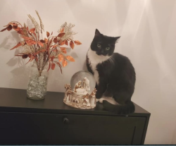 Lost Female Cat last seen Royal Blvd an Colorado Ave, Elgin, IL 60123