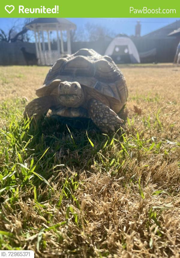 Reunited Male Reptile last seen Covell and Bryant , Edmond, OK 73034