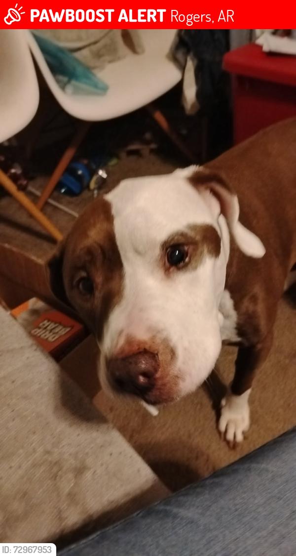 Lost Female Dog last seen Olive and 24th, Rogers, AR 72756
