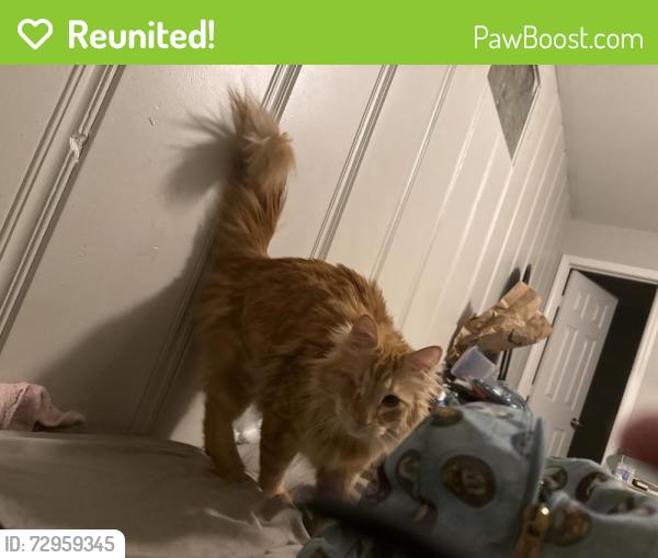 Reunited Male Cat last seen Louisville, Lubbock, TX 79410