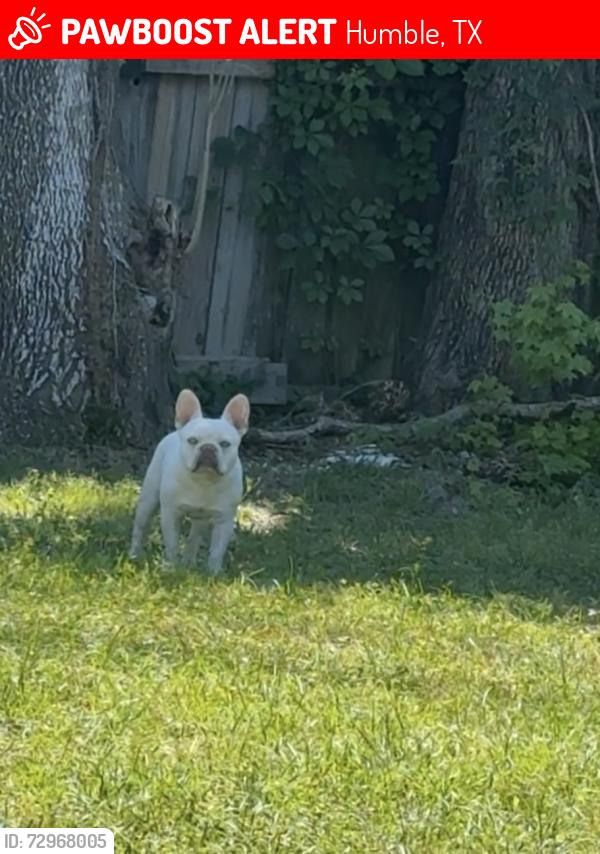 Lost Male Dog last seen Kenswick , Humble, TX 77347