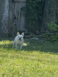 Lost Male Dog last seen Kenswick , Humble, TX 77347