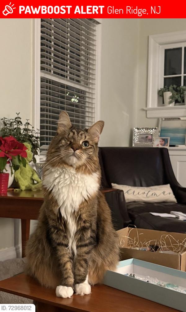 Lost Female Cat last seen Lorraine St, Glen Ridge NJ, Glen Ridge, NJ 07028