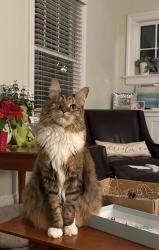 Lost Female Cat last seen Lorraine St, Glen Ridge NJ, Glen Ridge, NJ 07028