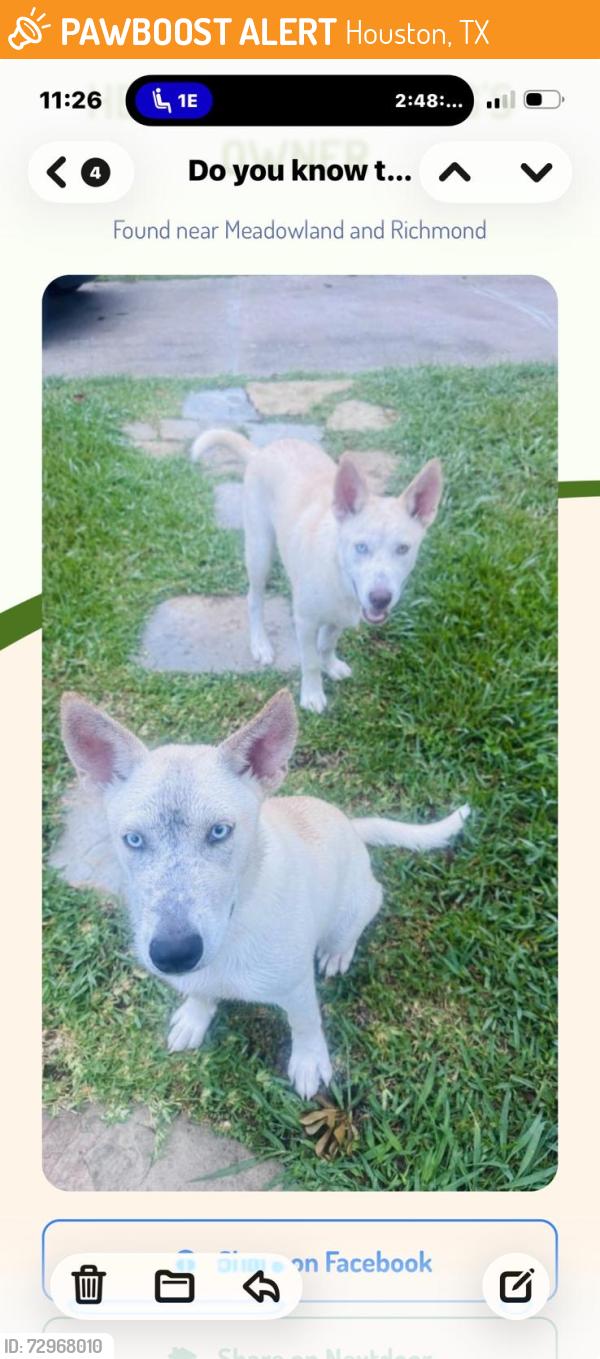 Found/Stray Male Dog last seen Richmond Ave, Houston, TX 77063