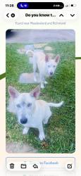 Found/Stray Male Dog last seen Richmond Ave, Houston, TX 77063