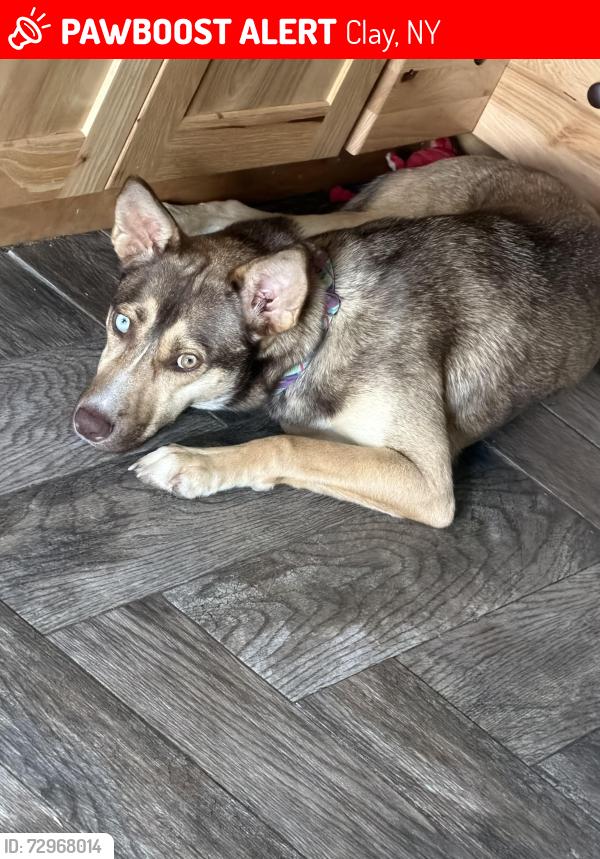 Lost Female Dog last seen Sterns road, Clay, NY 13041