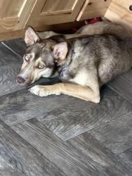 Lost Female Dog last seen Sterns road, Clay, NY 13041