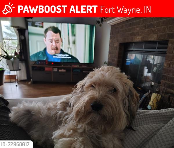Lost Male Dog last seen Near fountainhead dr, Fort Wayne, IN 46835