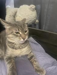 Lost Male Cat last seen Woodrooff Ave, between Imperial & Washburn rd, Downey, CA 90242