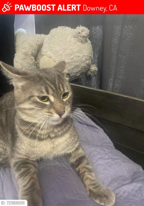 Lost Male Cat last seen Woodrooff Ave, between Imperial & Washburn rd, Downey, CA 90242